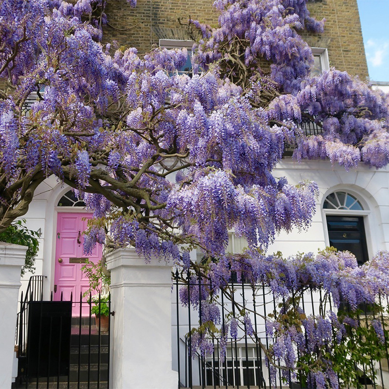 Wisteria seedlings, abundant flowers, long spikes, climbing