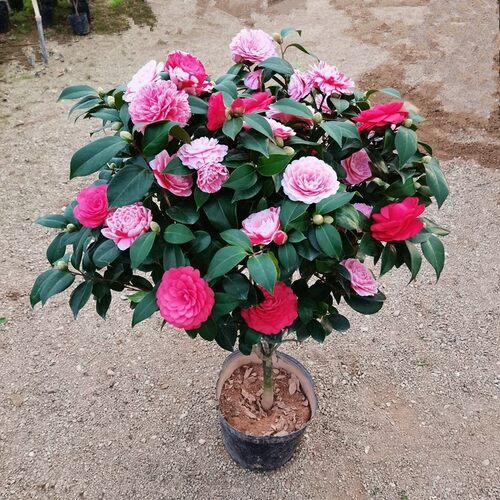 NewFeishanPotwithFlowerB