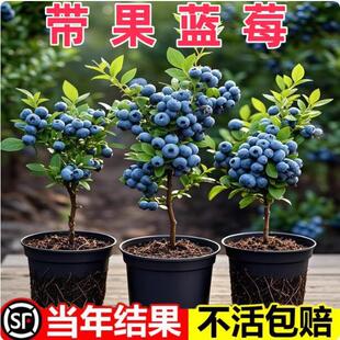Blueberry seedlings, emerald green, double season results,