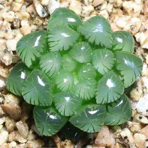 Newsucculentplanttwelvero