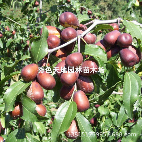 XinjiangHotanYumiaoSuperB