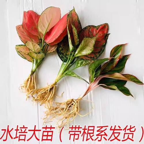 GeelyRedRuyiEmpressFlower