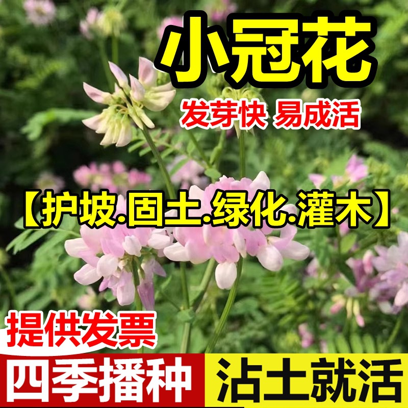 Crown flower seeds, perennial grasses, flowers, diverse var
