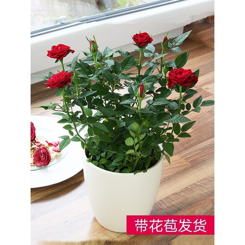 Minipotwithflowerbudsgoo