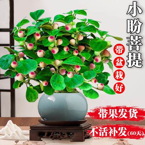 Treebasinwithfruitindoor
