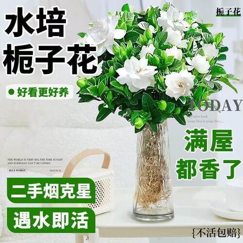 栀子花盆带花苞室内绿萝绿植物茉