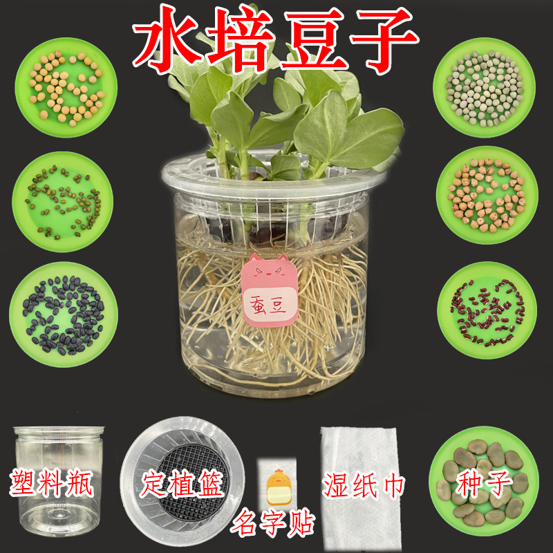 Hydroponic bean seeds, red, green, yellow, silkworm, cowpea