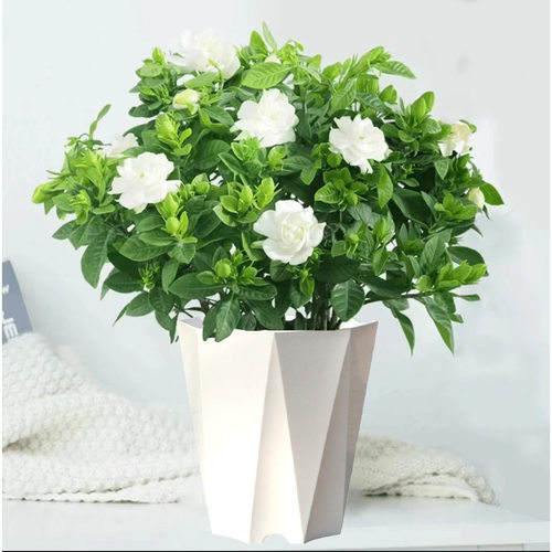 Newgardeniaflowerpotindoo