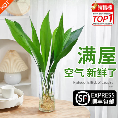 Oneleaforchidgreenplants