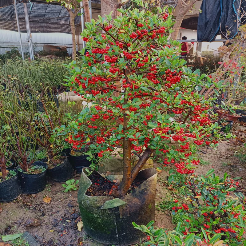 Fire thorn tree potted with auspicious fruit bonsai, filled
