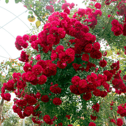NewRedwoodFlowerRedClimbi