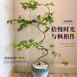 Flowing spring maple pot sapling Japanese style bonsai larg