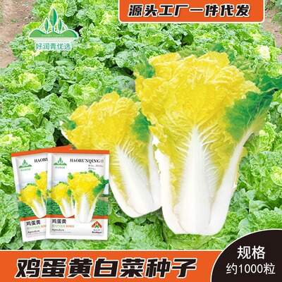 EggyolkChinesecabbageseed