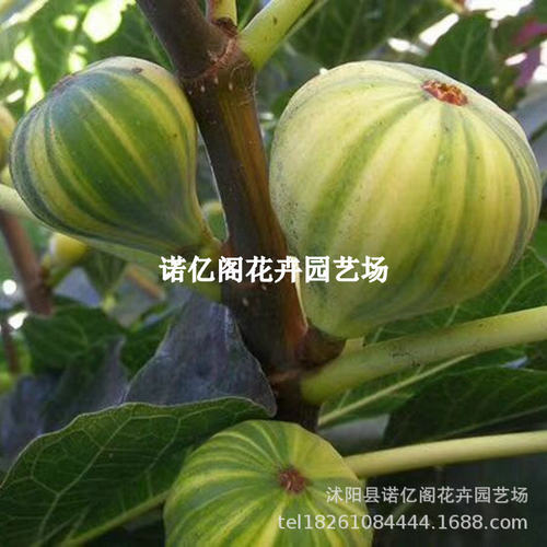 New Branrikert Large Fruit Basin Flower free Fruit Seedling