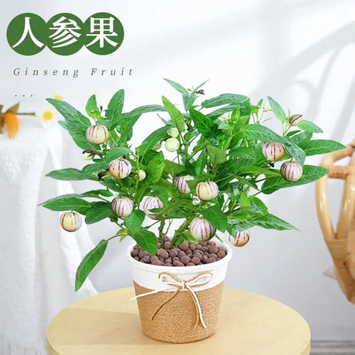 Newginsengfruiteggplantme