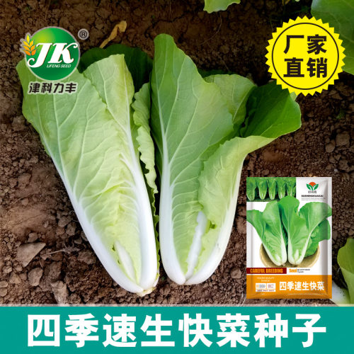 Quick Fresh Original Color Pack Cabbage Heat Resistant Easy