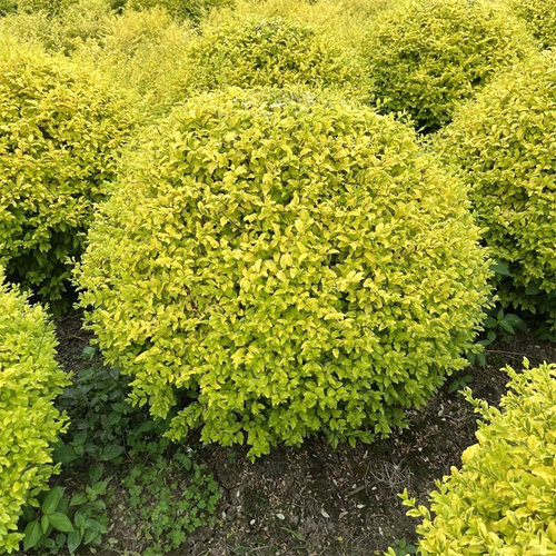 GreeningGoldenLeafBallSee