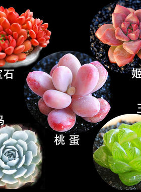 Succulent plant set, non repeating flower and green plant c