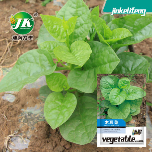 Wooden Ear Vegetables Tofu Vegetables Solitary Balcony Pot