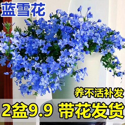 Blue snowflake seedlings, potted plants, balcony, flower vi
