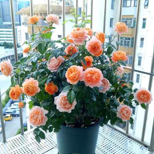 NewRoseFruitJuiceBalcony