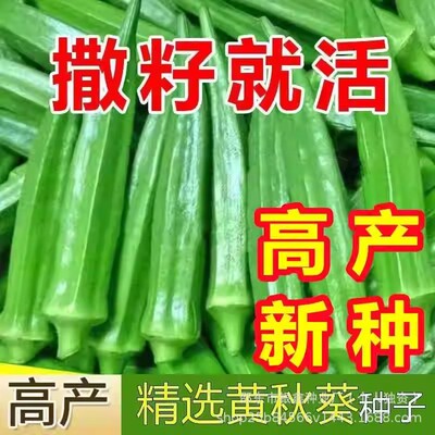 黄葵种子红葵籽绿葵种蔬菜水果种