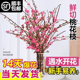 Peach Blossom Branches, Red Plum Blossoms, Fresh Flowers, C