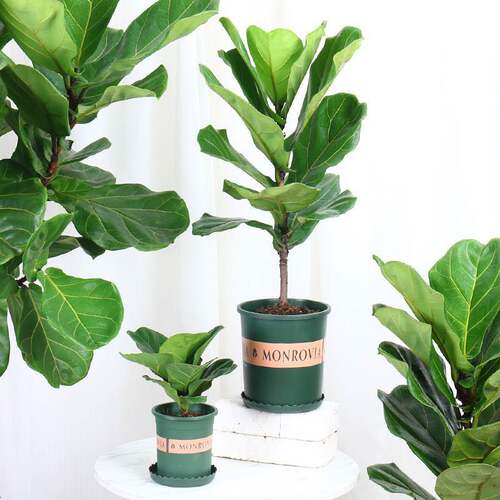 NewQinYeRongPotLivingRo