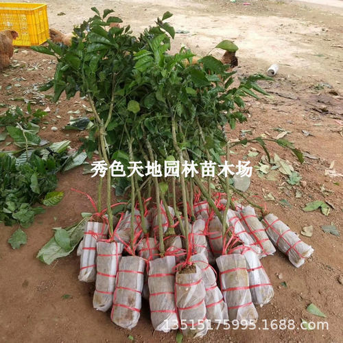 Nostonefruitseedlingssout
