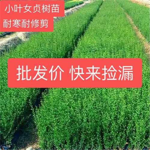 小叶女贞绿篱苗篱笆墙不落叶围墙