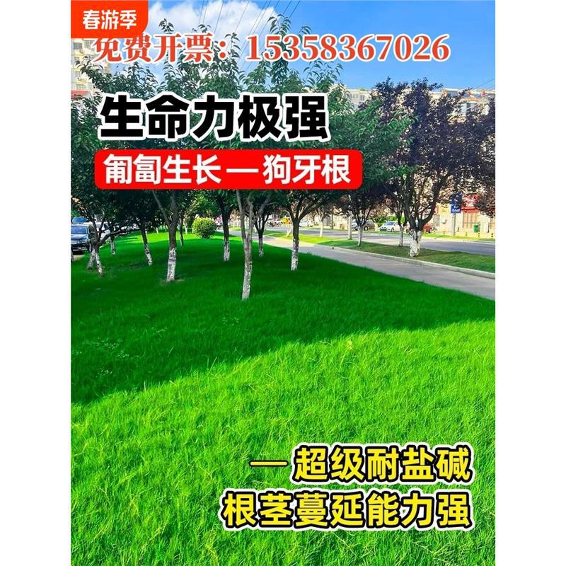 Slope Protection Dogtooth Root Grass Seed Lawn Seed Four Se