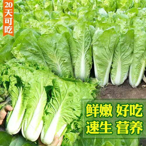 Cream Fast Vegetables 20 Days Mature, High Temperature Resi