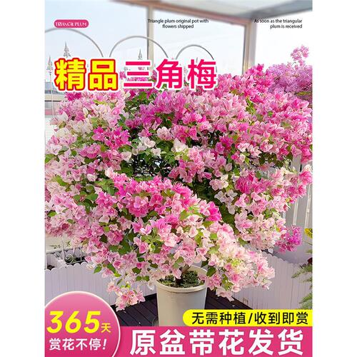 Triangleplumblossomseedlin