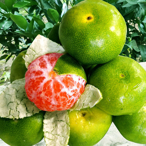 New Qingpi Miao Sunan No.1 Orange Seedlings Early maturing