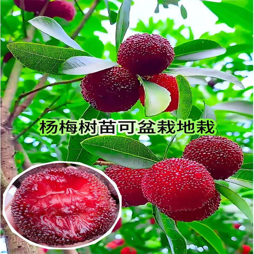 XianjuDongkuiYangmeiTreeS