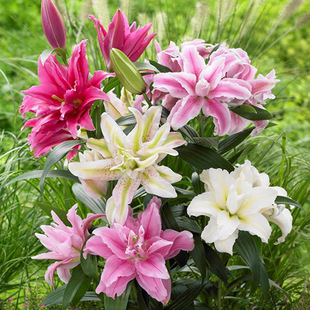 Ball Asia multi season lily seedlings with pot dress regula
