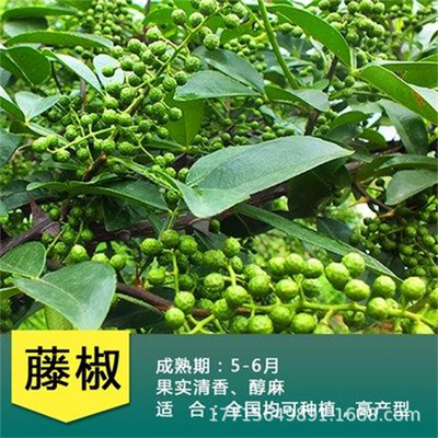 Sichuan prickly ash seedlings Dahongpao pepper seedlings Si