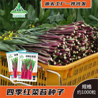 RedCabbageMossSeedRedCoa