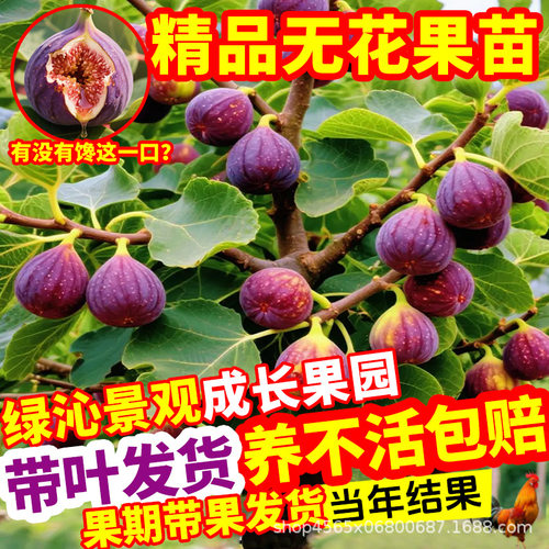Figsaplingoriginalpotorig