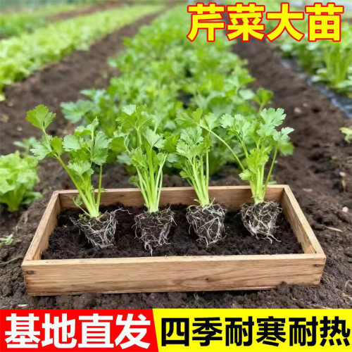 New celery seedlings, vegetable seedlings, balcony planting