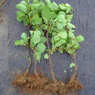 Grafted kiwifruit seedlings with red hearts, Xu Xiang soft