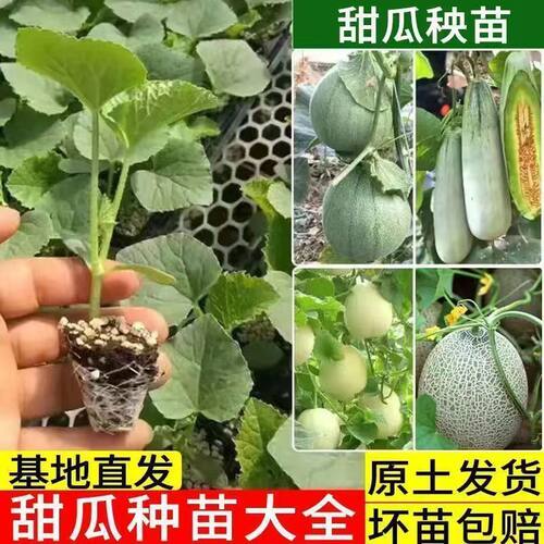 甜瓜秧苗绿宝甜瓜羊角蜜瓜苗冰糖
