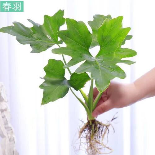 PlantSpringFeatherPotOffi