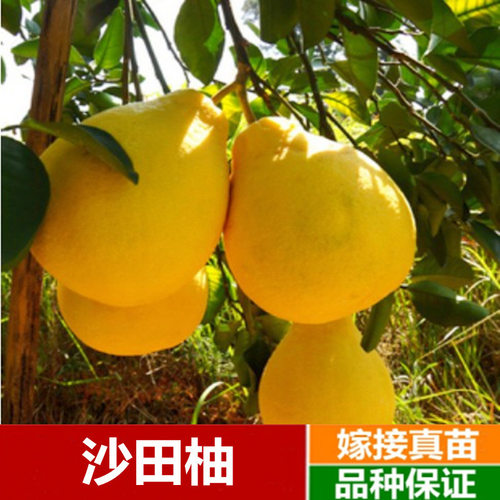 Siamesetreegrapefruitsapli