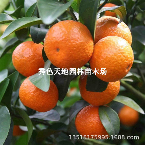 NewOrangeFruitHuangyanHon