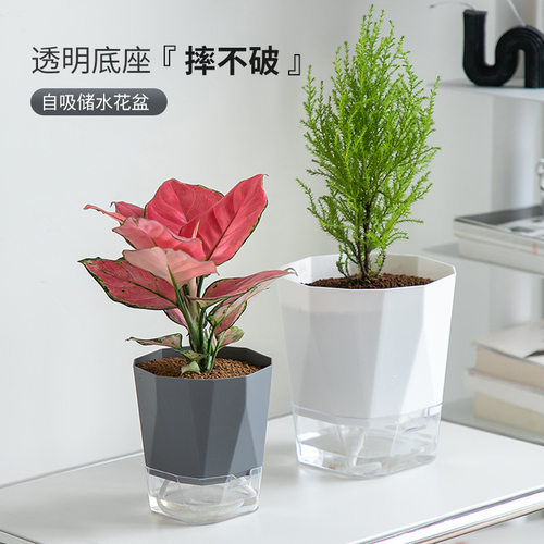 园艺工具水培花盆绿萝文竹自吸水懒人盆阳台桌面塑料多肉透明绿植