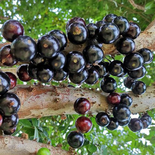 JiabaoFruitSeedlingsAuthen