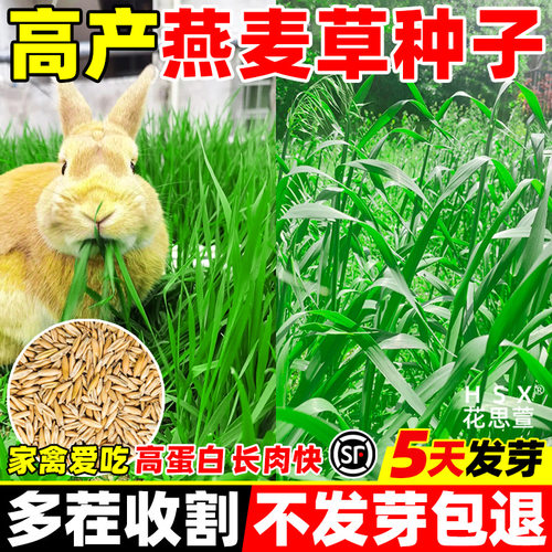 Oats, high protein, cold resistant grass, multi crop harves