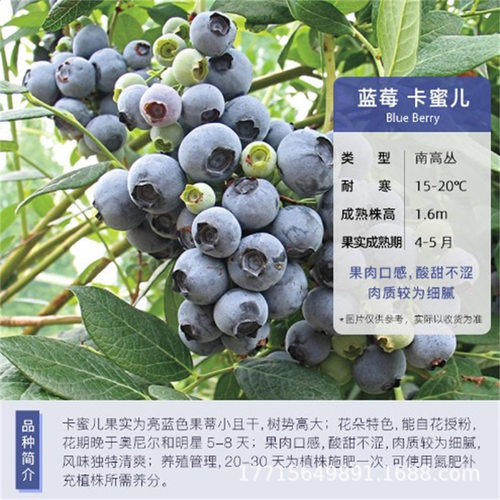 果树苗盆都北村克蓝莓莱克西蓝莓
