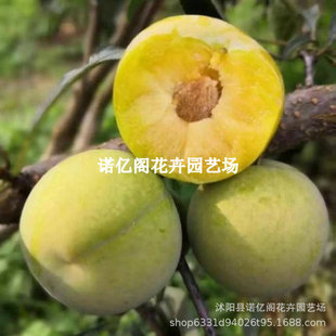 Bees sugar saplings, Sichuan honey plum seedlings, crisp ho